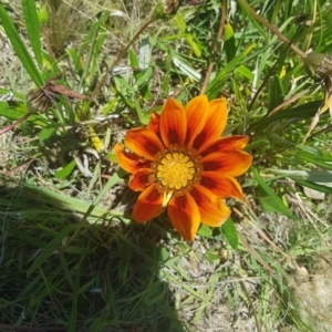 Gazania rigens at Chapman, ACT - 2 Dec 2021