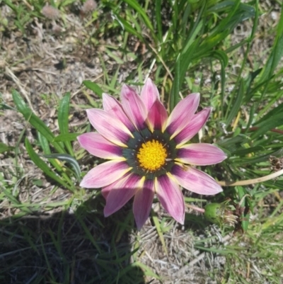 Gazania rigens (Treasure Flower) at Chapman, ACT - 2 Dec 2021 by Cpiiroinen