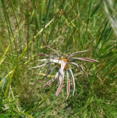 Gazania sp. (A Gazania) at Cooleman Ridge - 2 Dec 2021 by Cpiiroinen