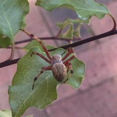 Araneus hamiltoni (Hamilton's Orb Weaver) at McKellar, ACT - 23 Jan 2022 by Kalay