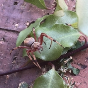 Araneus hamiltoni at McKellar, ACT - 23 Jan 2022