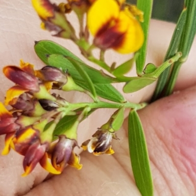 Daviesia sp. (Bitter-pea) at Wog Wog, NSW - 15 Nov 2021 by Cpiiroinen