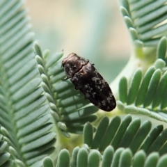 Diphucrania sp. (genus) (Jewel Beetle) at Molonglo Valley, ACT - 21 Jan 2022 by CathB