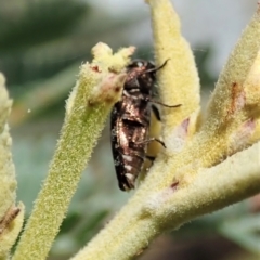 Diphucrania sp. (genus) at Molonglo Valley, ACT - 21 Jan 2022