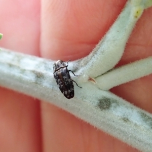 Diphucrania sp. (genus) at Molonglo Valley, ACT - 21 Jan 2022