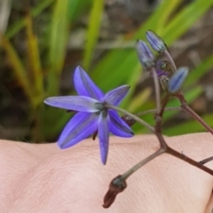 Dianella (genus) (Flax Lily) at Wog Wog, NSW - 15 Nov 2021 by Cpiiroinen