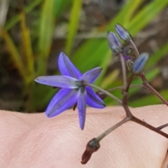 Dianella sp. (Flax Lily) at Wog Wog, NSW - 15 Nov 2021 by Cpiiroinen