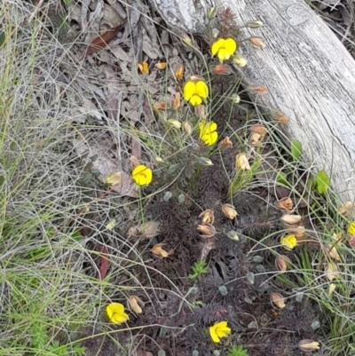 Gompholobium (genus) (A Wedge Pea) at Wog Wog, NSW - 15 Nov 2021 by Cpiiroinen