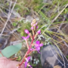 Stylidium (genus) (Trigger Plant) at Wog Wog, NSW - 15 Nov 2021 by Cpiiroinen