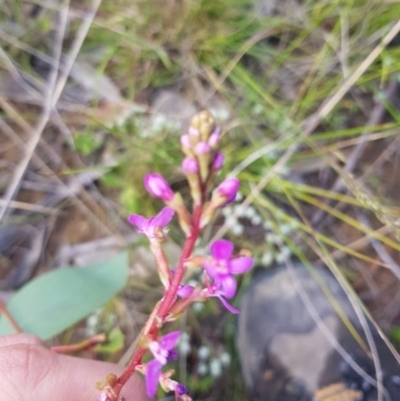 Stylidium sp. (Trigger Plant) at Wog Wog, NSW - 15 Nov 2021 by Cpiiroinen