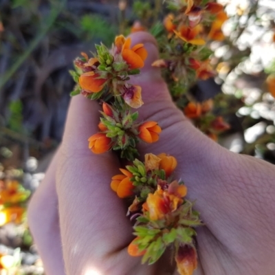 Pultenaea (genus) (bush peas) at Wog Wog, NSW - 15 Nov 2021 by Cpiiroinen