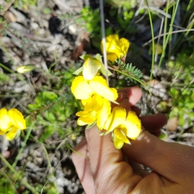 Gompholobium sp. (A Wedge Pea) at Wog Wog, NSW - 15 Nov 2021 by Cpiiroinen