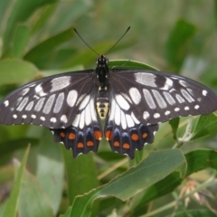 Papilio anactus (Dainty Swallowtail) at Kambah, ACT - 23 Jan 2022 by MatthewFrawley