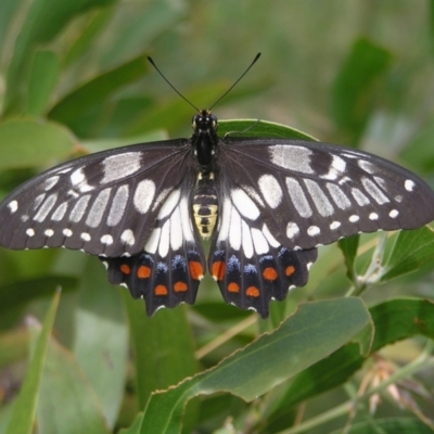 Papilio anactus (Dainty Swallowtail) at Mount Taylor - 22 Jan 2022 by MatthewFrawley