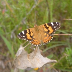 Vanessa kershawi (Australian Painted Lady) at Mount Taylor - 22 Jan 2022 by MatthewFrawley