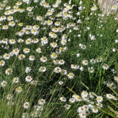 Rhodanthe anthemoides (Chamomile Sunray) at Weston, ACT - 17 Oct 2021 by Cpiiroinen