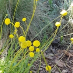 Craspedia sp. (Billy Buttons) at Fowles St. Woodland, Weston - 17 Oct 2021 by Cpiiroinen