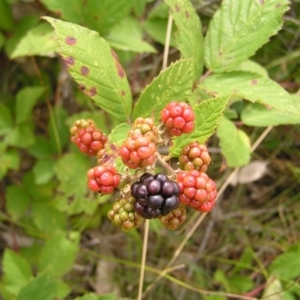 Rubus anglocandicans at Kambah, ACT - 23 Jan 2022