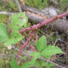 Rubus anglocandicans at Kambah, ACT - 23 Jan 2022