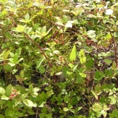 Rubus anglocandicans at Kambah, ACT - 23 Jan 2022 10:58 AM