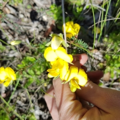 Gompholobium (genus) (A Wedge Pea) at Wog Wog, NSW - 17 Dec 2021 by Cpiiroinen
