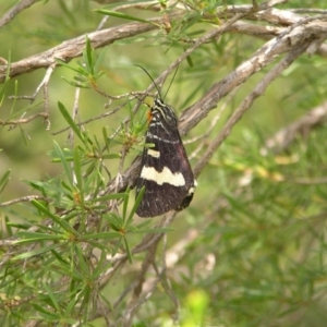 Phalaenoides glycinae at Kambah, ACT - 23 Jan 2022 11:17 AM