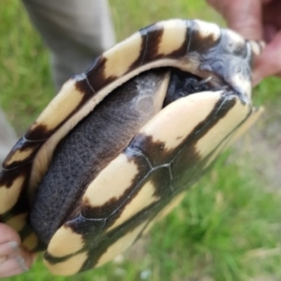 Chelodina longicollis (Eastern Long-necked Turtle) at QPRC LGA - 7 Dec 2021 by Cpiiroinen