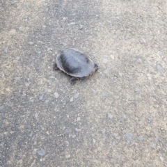 Chelodina longicollis (Eastern Long-necked Turtle) at Mongarlowe River - 7 Dec 2021 by Cpiiroinen