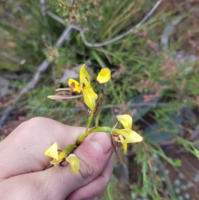 Diuris sulphurea (Tiger Orchid) at Wog Wog, NSW - 15 Nov 2021 by Cpiiroinen