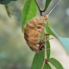 Orgyia anartoides (Painted Apple Moth) at Aranda Bushland - 15 Jan 2022 by CathB