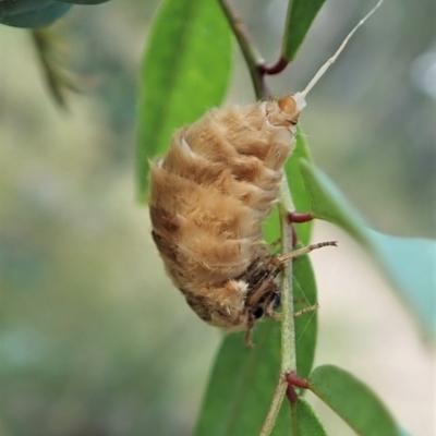 Orgyia anartoides (Painted Apple Moth) at Aranda Bushland - 15 Jan 2022 by CathB