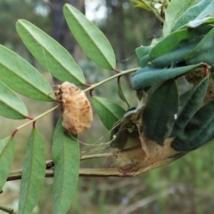 Orgyia anartoides at Molonglo Valley, ACT - 15 Jan 2022