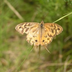 Heteronympha merope (Common Brown Butterfly) at Mount Taylor - 23 Jan 2022 by MatthewFrawley