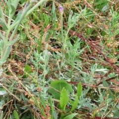 Epilobium billardiereanum (Willowherb) at Hawker, ACT - 23 Jan 2022 by sangio7