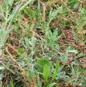 Epilobium billardiereanum at Hawker, ACT - 23 Jan 2022