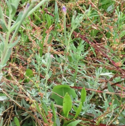 Epilobium billardiereanum (Willowherb) at Hawker, ACT - 23 Jan 2022 by sangio7