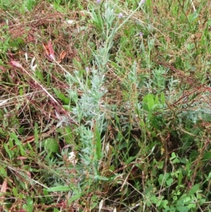 Epilobium billardiereanum at Hawker, ACT - 23 Jan 2022