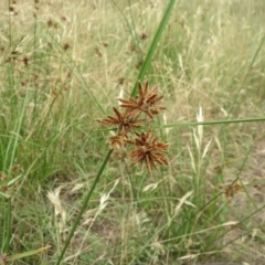 Cyperus lhotskyanus (A Sedge) at Molonglo Valley, ACT - 23 Jan 2022 by sangio7