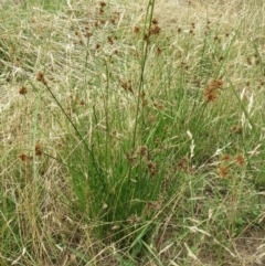 Cyperus lhotskyanus at Molonglo Valley, ACT - 23 Jan 2022 10:35 AM