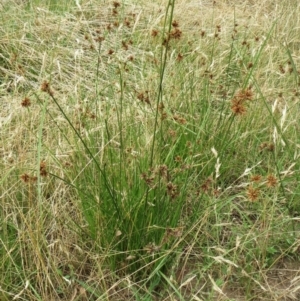 Cyperus lhotskyanus at Molonglo Valley, ACT - 23 Jan 2022 10:35 AM