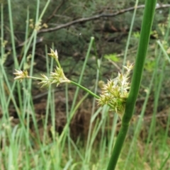 Juncus sp. (A Rush) at Molonglo Valley, ACT - 23 Jan 2022 by sangio7