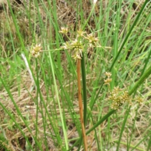 Juncus sp. at Molonglo Valley, ACT - 23 Jan 2022 10:42 AM