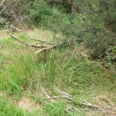 Juncus sp. at Molonglo Valley, ACT - 23 Jan 2022 10:42 AM