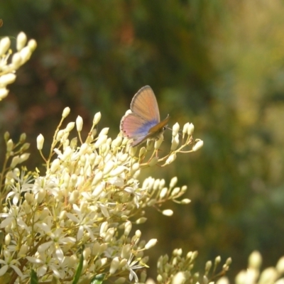 Nacaduba biocellata (Two-spotted Line-Blue) at Mount Taylor - 23 Jan 2022 by MatthewFrawley