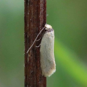 Edosa idiochroa at Yarralumla, ACT - 23 Jan 2022