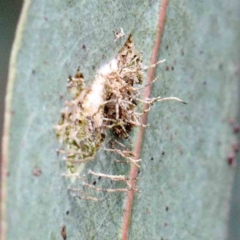 zz - insect fungus at Lake Burley Griffin West - 22 Jan 2022 by ConBoekel