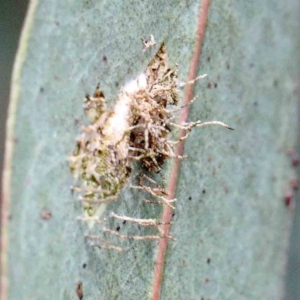zz - insect fungus at Yarralumla, ACT - 23 Jan 2022