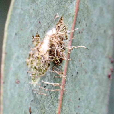 zz - insect fungus at Lake Burley Griffin West - 22 Jan 2022 by ConBoekel