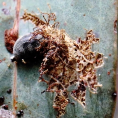 zz - insect fungus at Lake Burley Griffin West - 22 Jan 2022 by ConBoekel