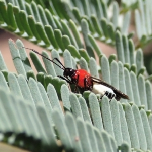 Trilaccus mimeticus at Aranda Bushland - 23 Jan 2022